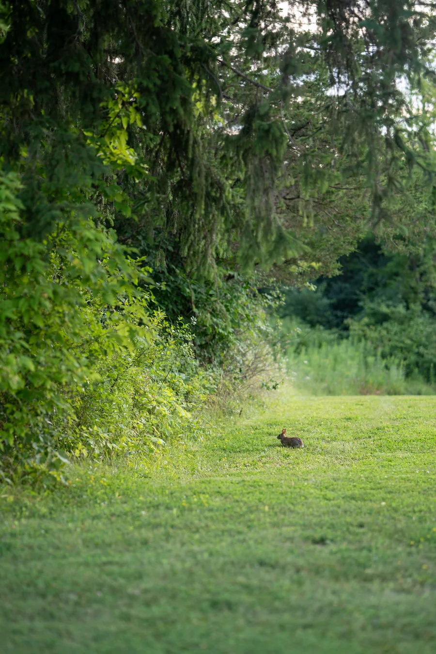 A small rabbit in a sunlit clearing