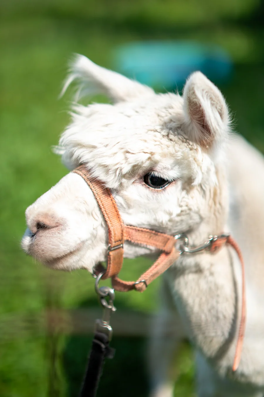 A white alpaca in soft afternoon light