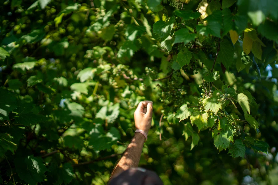 A giraffe reaching into a canopy of green leaves