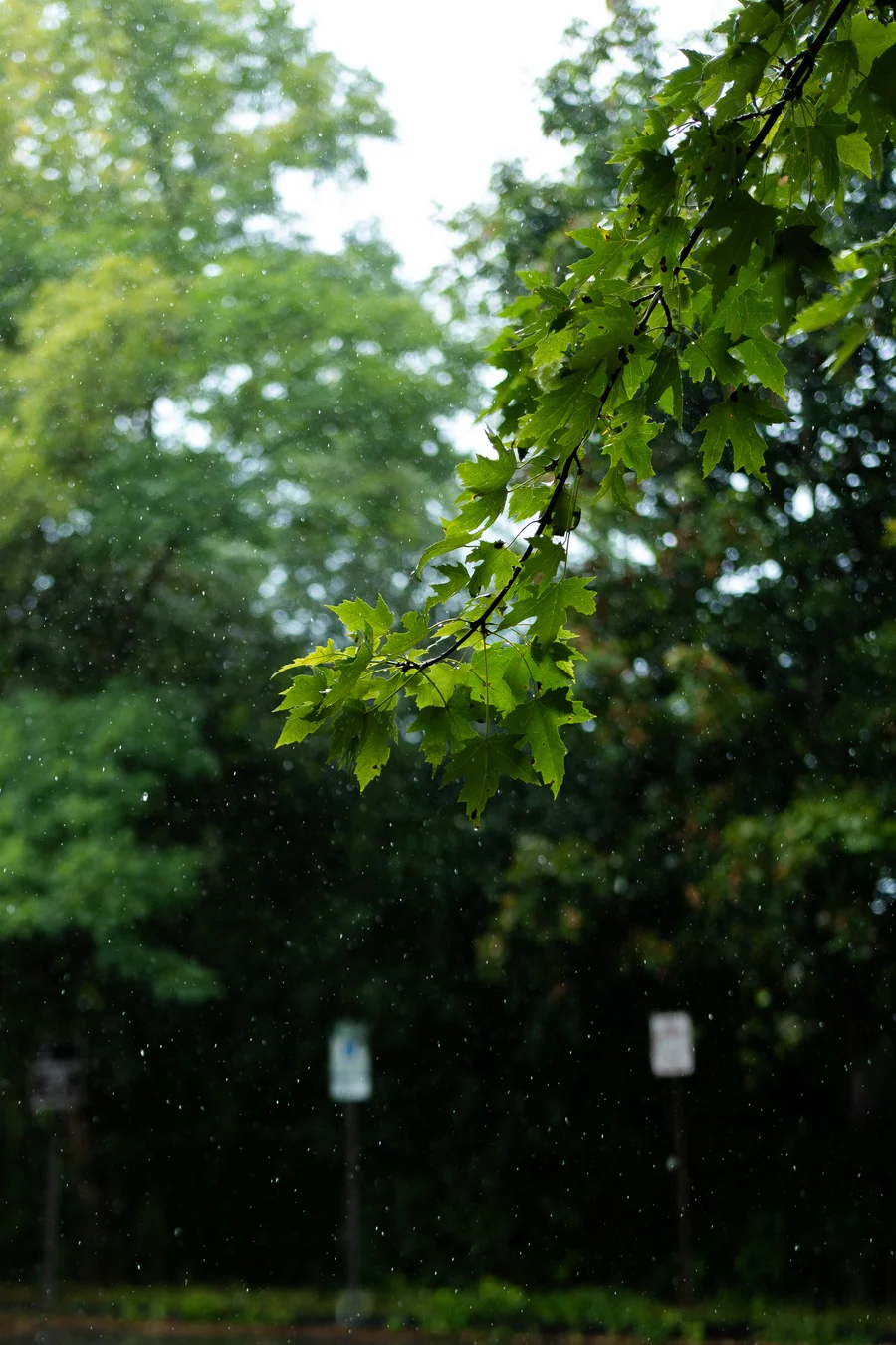 Sunlight filtering through a leafy canopy